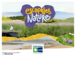 photo Découverte de la faune du marais de Blonville-Villers