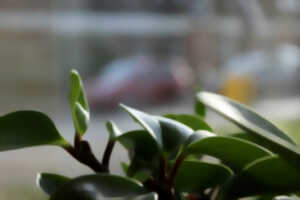 photo Foire aux arbres et aux plantes