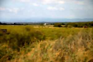 LA FLORE LITTORALE DES BORDS DE LAGUNE