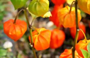 BALADE A LA DECOUVERTE DES PLANTES COMESTIBLES ET PIQUE-NIQUE SAUVAGE