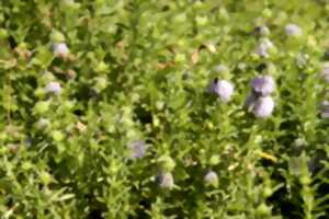 BALADE RECONNAISSANCE DE PLANTES MEDICINALES ET COMESTIBLES