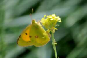 PLANTES MELLIFÈRES ET POLLINISATION