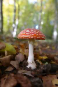 Sortie mycologique en forêt - LES BORDES