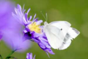 Semaine des Alternatives aux Pesticides