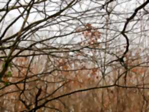 Balade « Nature, paysages et patrimoine »