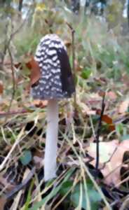 SORTIE NATURE - Oh un coprin-pie! A la découverte des champignons