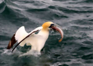 Oiseaux marins, fuyez la tempête !