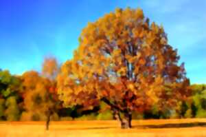 Sortie nature Comment l'arbre interagit avec son environnement