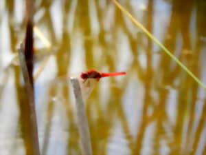 photo Les insectes, minuscules mais d’une grande utilité !