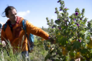 Sortie plantes sauvages et dégustation
