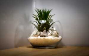 Terrarium