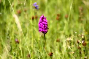 photo Sortie Nature : Sauvages orchidées