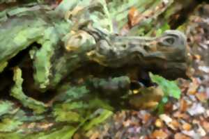 photo Sortie Nature : Histoires naturelles et poétiques NOCTURNE