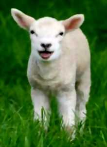 photo Fête de l'agneau de Lesparre