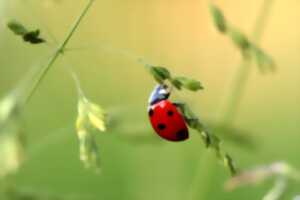 Sortie Nature : Les haies sauvages