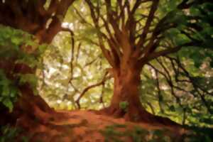 Stage Immersion en forêt pour adultes