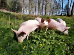 PÂQUES À LA FERME, 