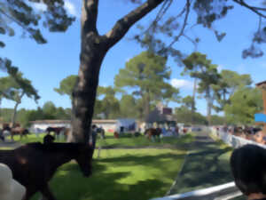 photo Visite privilège à l'hippodrome, un jour de courses