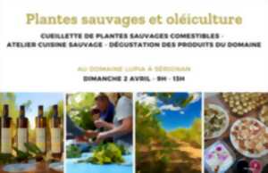 BALADE PLANTES SAUVAGES COMESTIBLES, ATELIER CUISINE ET OLÉICULTURE