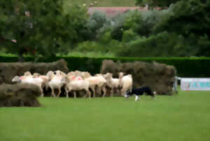 Concours de chiens de bergers