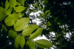 photo Sortie Nature : Les plantes