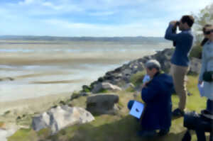 Visite guidée - Les oiseaux de l'estuaire de la Canche