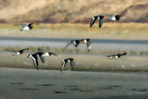 photo Sortie nature : « Les oiseaux de la Baie de Canche »