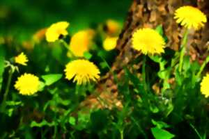 SORTIE NATURE - Les mille et une vertus des plantes