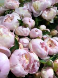 photo Promenade dans les champs de pivoines