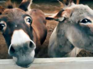 10ème anniversaire de la fête des animaux de la ferme