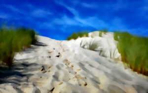 photo Visite sensorielle entre dunes et forêt (Sur réservation)