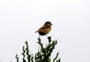 Oiseaux des jardins