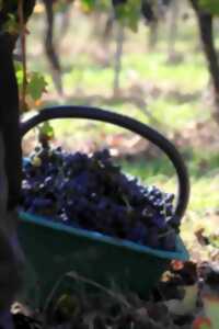 Visite de la Cave des Vignerons de Tursan