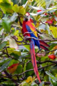 EXPOSITION PHOTO  COSTA RICA 
