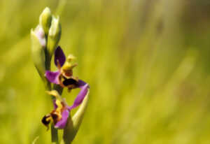 photo Les orchidées du mont Canisy