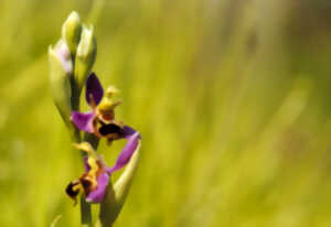 A la découverte des orchidées