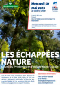 Les échappées nature : l'éveil du Printemps en forêt de Saint-Gobain