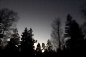 Ambiance nocturne en forêt