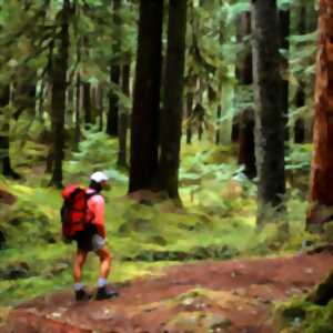 SORTIE NATURE - Marchons dans nos parcs