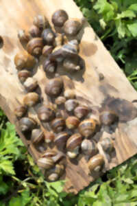 Les escargots de Brousticot au château de Le Vignau