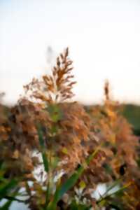 photo Plantes et curiosités