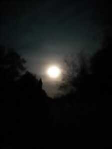 photo Bain de forêt de la pleine lune
