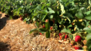 Fraises des champs
