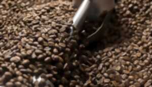 Initiation Torrecfaction du Café de Spécialité
