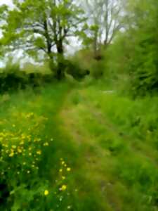 Visites Estivales 2026 - À la découverte de la forêt de Gaïa - Neuvy-Bouin