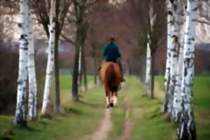 Balade à poney ou à cheval