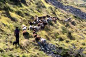 Histoire du pastoralisme en Vallée d'Ossau