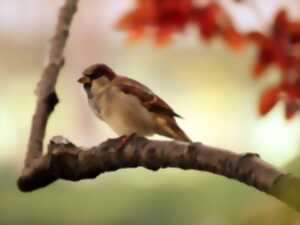 photo RENDEZ-VOUS AUX JARDINS - CONFÉRENCE, LES OISEAUX DE NOS JARDINS