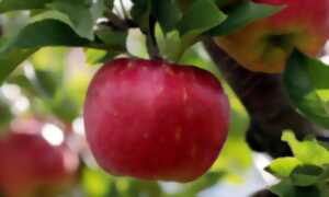 Les guildes autou des arbres fruiiers