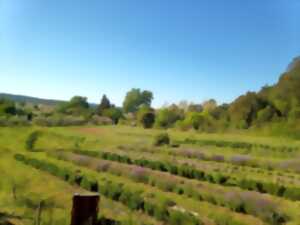 VISITE DU CHAMP DE PLANTES AROMATIQUES.